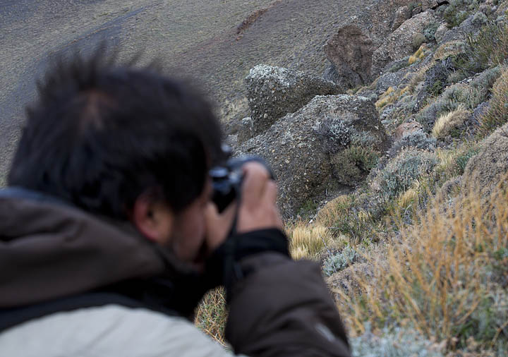 Puma photography tours Torres del Paine Chile